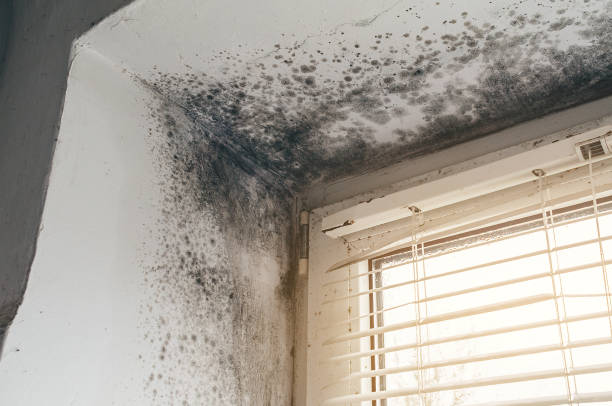Mold Removal service in Woodville